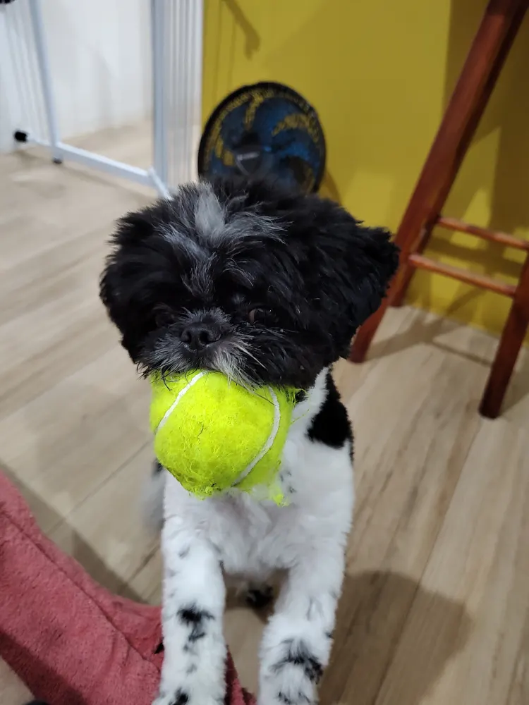 Cachorro preto e branco segurando uma bolinha