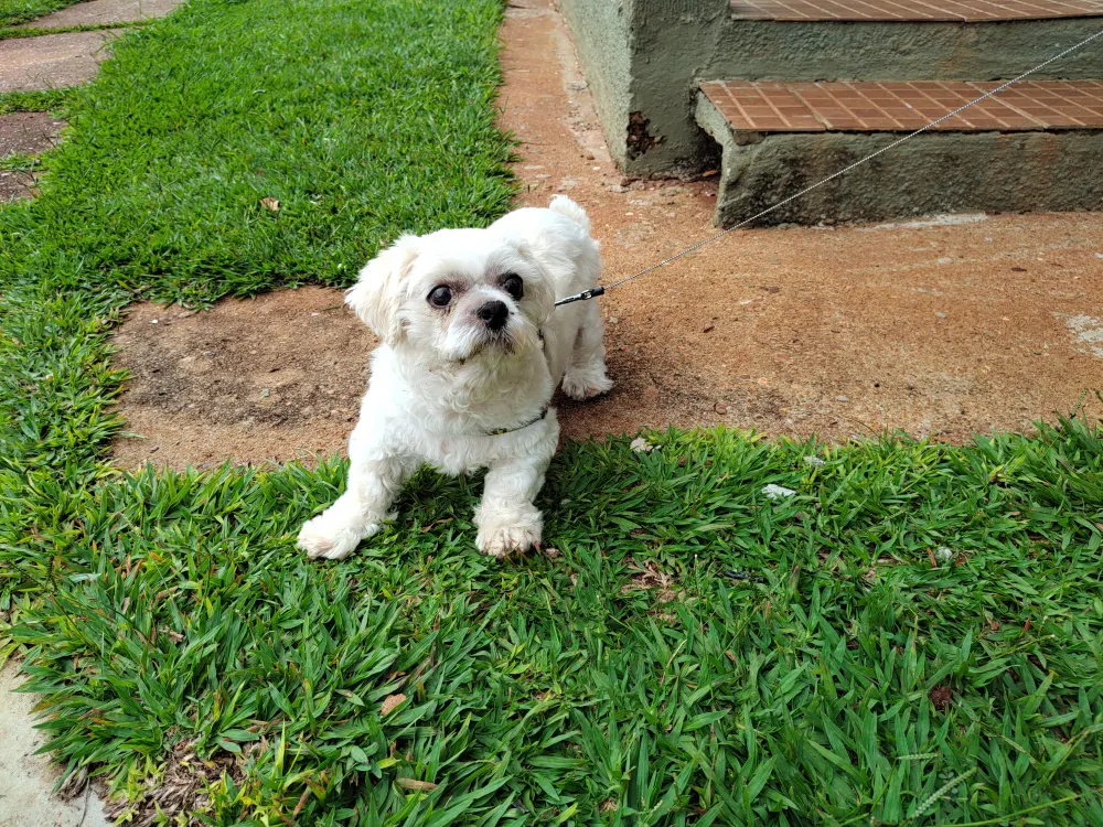 Cachorro branco passeando ao ar livre