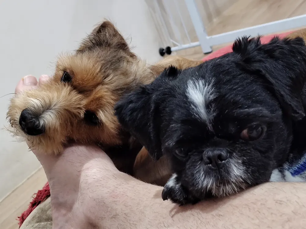 Dois cachorros descansando juntos